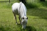 horses_pics_003.jpg