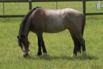 horses_pics_004.jpg